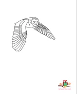 barn owl coloring page printable