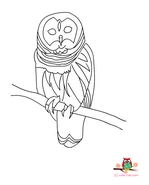 realistic owl coloring page