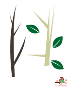 branches